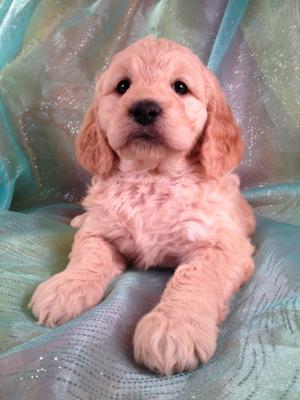 Goldendoodle #5 Female Puppy for sale Born Dec. 23, 2013 Ready February 2014|Breeders of Goldendoodles for sale